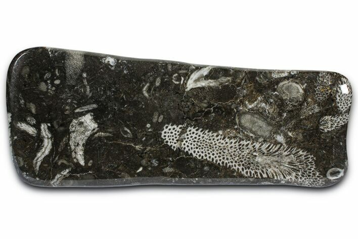 Polished Devonian Fossil Coral and Bryozoan Plate - Morocco #365119